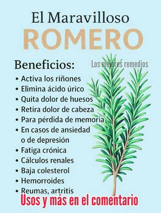 Rama de romero