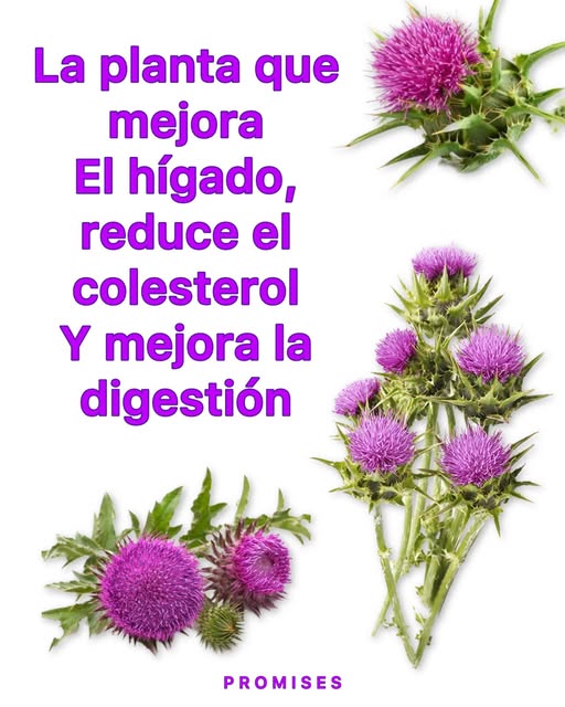 Flor del cardo mariano