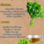 Los Poderosos Beneficios del Té de Hojas de Perejil para la Salud