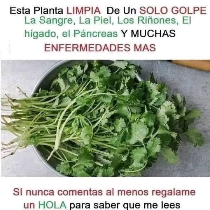 Hojas frescas de cilantro