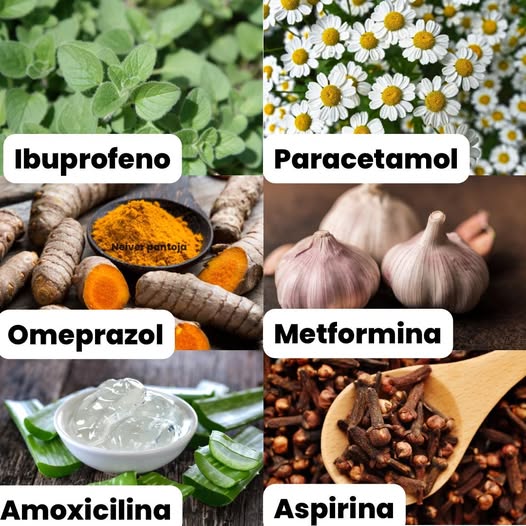Plantas Naturales y Medicamentos