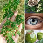 El Poder Oculto de la Moringa: La Maravilla Sin Pretensiones de la Naturaleza