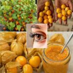 Uchuva: La Maravilla Natural que Potencia tu Salud y Paladar