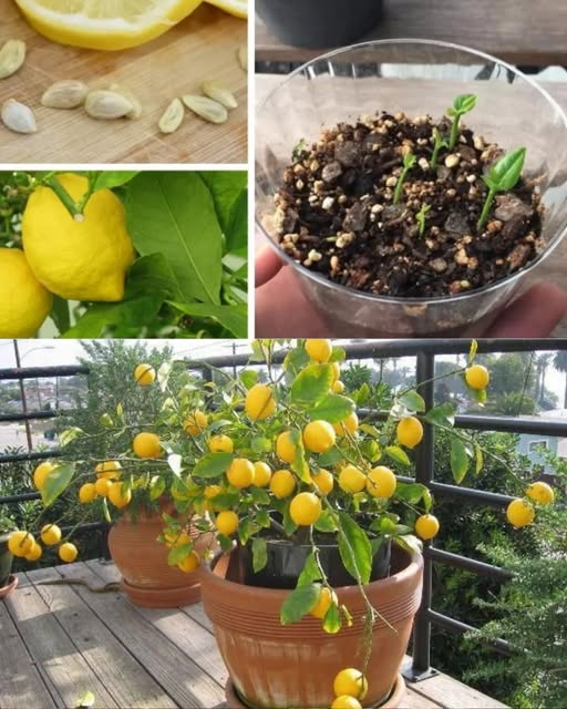 Cultivo de limones a partir de semillas