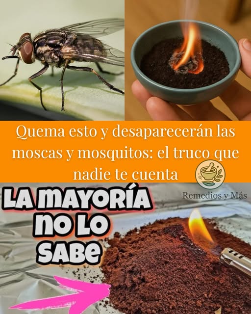Truco para eliminar moscas y mosquitos con café