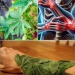 La Maravillosa Planta de Ricino: Remedios Naturales para la Salud Articular