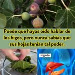 Los Sorprendentes Beneficios de las Hojas de Higuera para tu Salud
