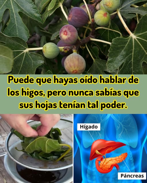 Hojas de higuera y té medicinal