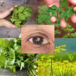 7 Hojas Esenciales para la Salud Natural de tus Ojos