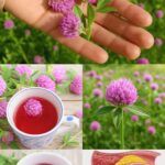 Los Sorprendentes Beneficios del Trébol Rojo: La Planta Milagrosa del Patio Trasero