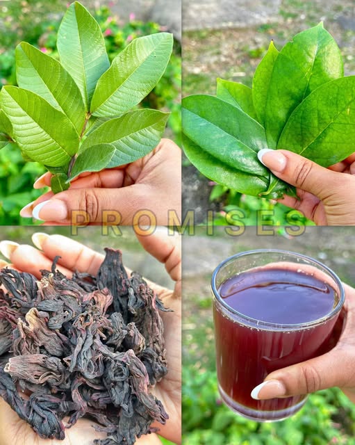 Hojas verdes y té de hibisco