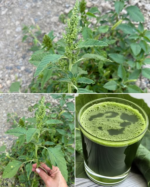 Planta de cerdo y bebida de quelite cenizo