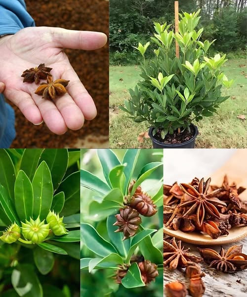 Cultivo de Anís Estrellado
