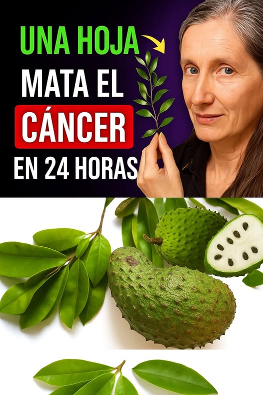 Hojas de guanábana, un remedio natural