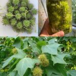 El Liquidámbar: Un Tesoro Natural Más Valioso que el Oro