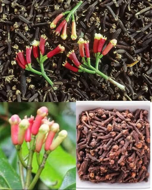 Clavos de olor secos y frescos