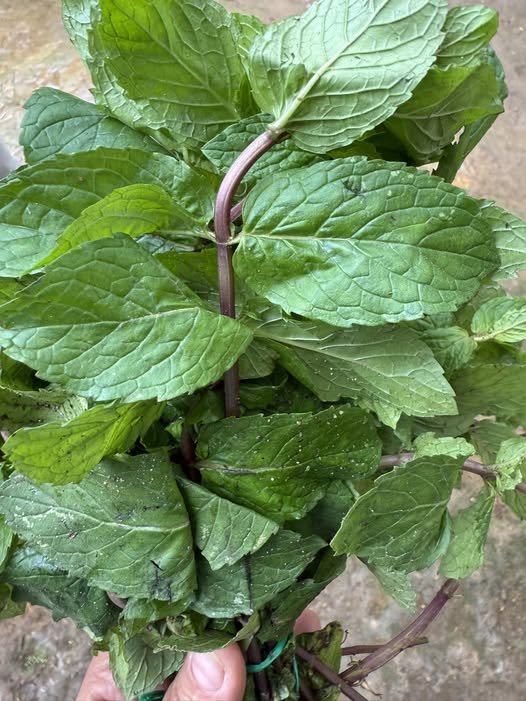 Manojo de hojas de menta