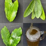 Descubre las Hojas Curativas: Un Remedio Natural para Combatir Enfermedades Comunes