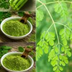 El Poder Oculto de la Moringa: La Maravilla Sin Pretensiones de la Naturaleza