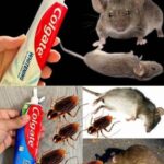 Elimina Ratas y Plagas con Pasta Dental: Un Truco Inesperado