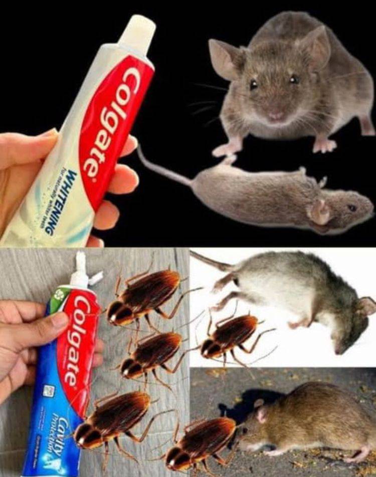Pasta dental y plagas