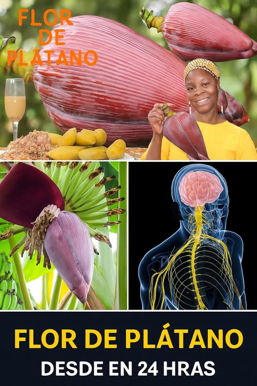 Flor de plátano