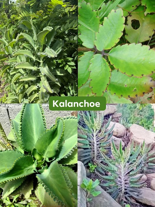 Diferentes variedades de Kalanchoe