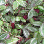 Infusión de Tradescantia con Canela: El Secreto Natural de Nuestros Abuelos para Sanar el Cuerpo y la Mente