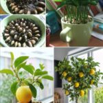 Plantar un Limón en una Taza: Frescura Natural para tu Hogar