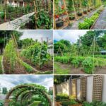 9 Ideas de Enrejado para Pepinos: Hazlo Tú Mismo