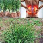La Planta que Brinda Alivio: Remedios Naturales para la Salud Renal