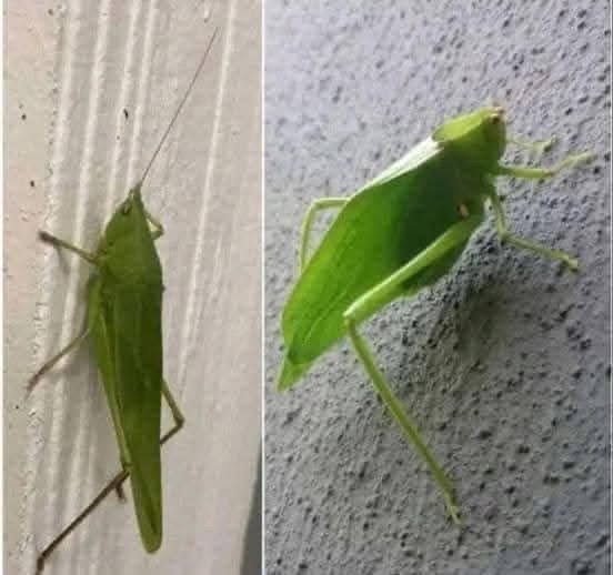 Insecto hoja camuflado