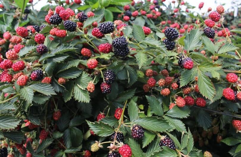 Los Beneficios de las Moras: Recetas y Remedios Naturales