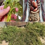 La Plantita Poderosa: Cómo las Hierbas Comestibles Transforman Tu Salud