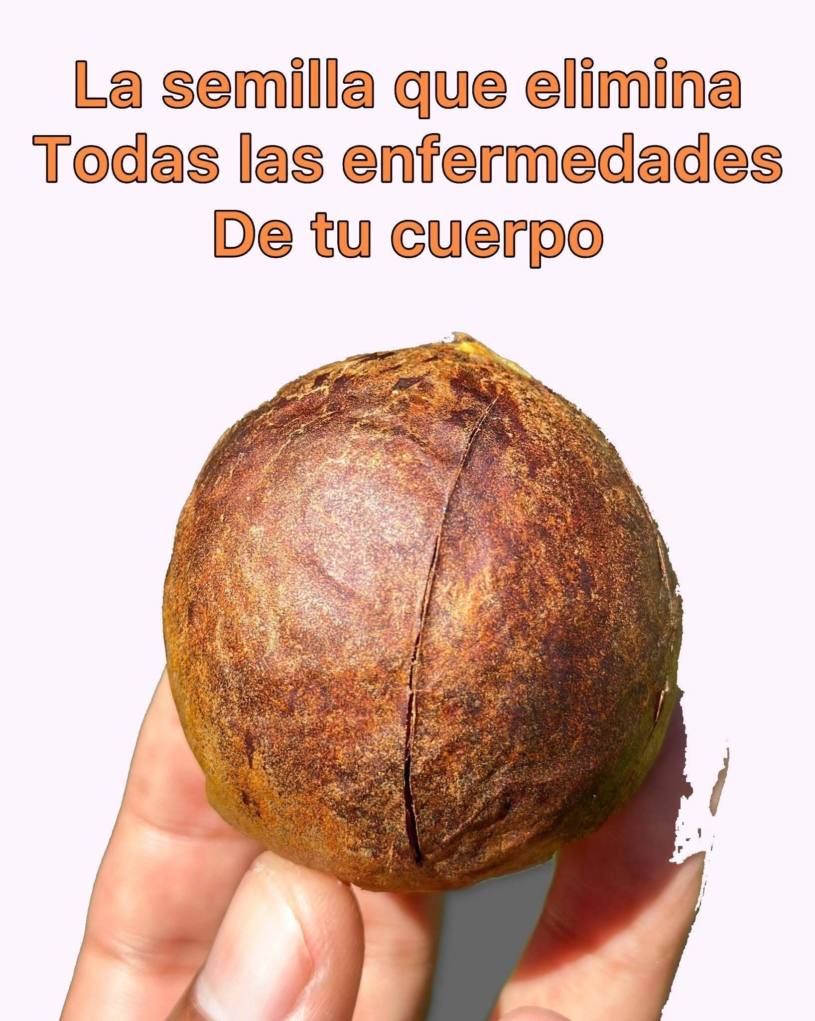 Semilla de aguacate