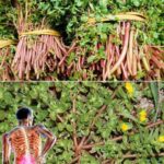 La Verdolaga: La Supercomida que Sabe Mejor que la Carne y Cómo Cultivarla en tu Jardín