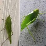 Descubre los Poderes de la Naturaleza: Remedios Naturales para Mejorar Tu Salud