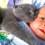El Gato y el Bebé: La Maravillosa Relación que Deberías Conocer