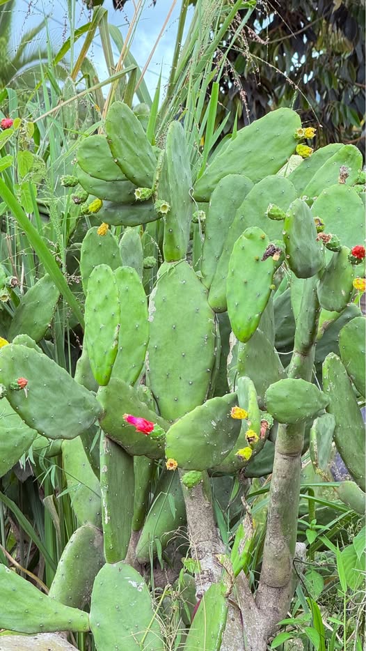 Nopal - Beneficios Medicinales y Nutricionales