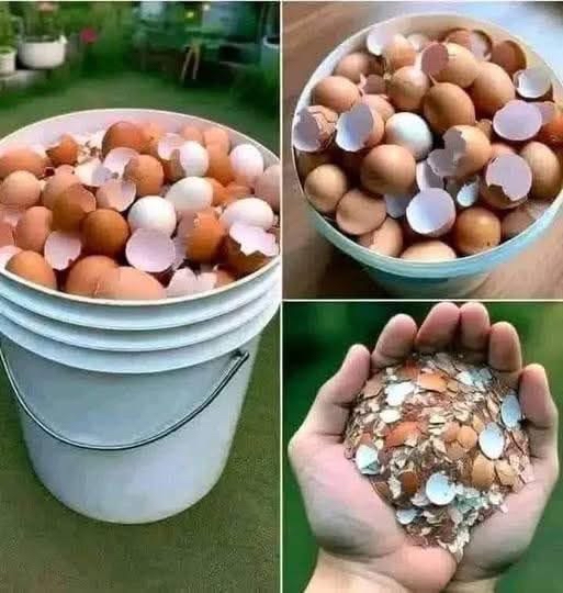 Cáscaras de huevo en diferentes estados de almacenamiento