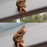 ¿Qué Significa la Presencia de una Lagartija en Tu Hogar?