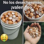 Descubre el Valor Oculto de las Cáscaras de Huevo: Remedios Naturales y Beneficios Inesperados