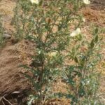 Chicalote: La Planta Natural para Eliminar Piedras del Hígado y Riñón