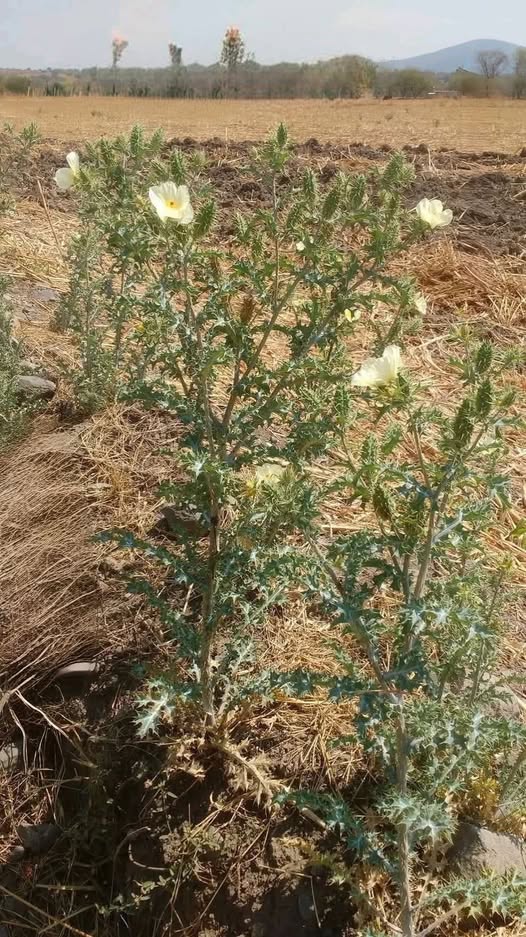 Planta Chicalote en un entorno rural