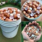 ¡No los botes más! Hierve las cáscaras de huevo y descubre sus sorprendentes beneficios