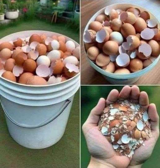 Cáscaras de huevo hervidas
