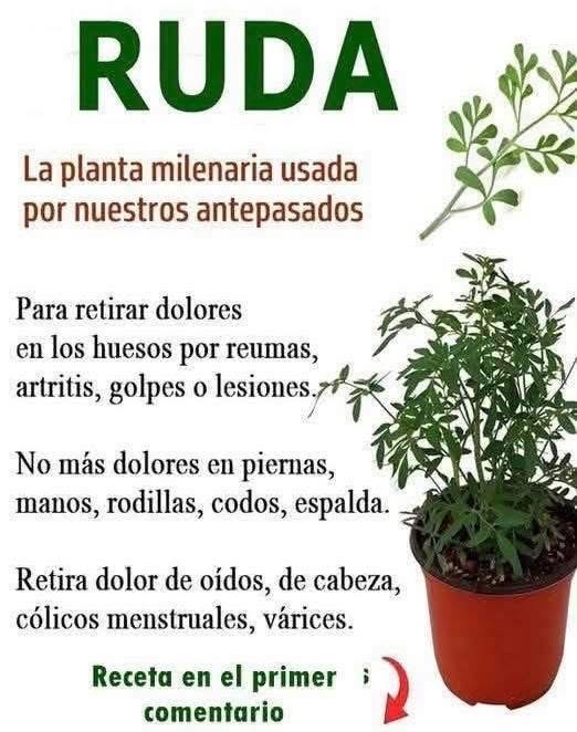 Planta de ruda en maceta