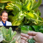 Kalanchoe: La Planta de los Mil Usos para tu Salud y Bienestar