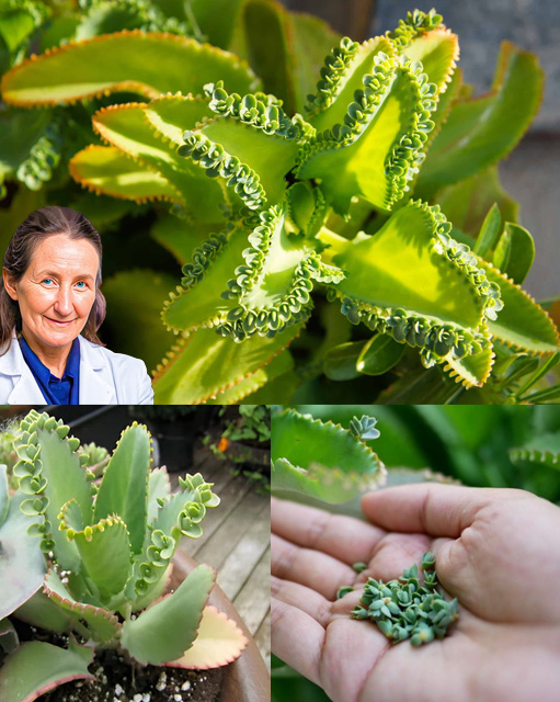 Partes de la planta Kalanchoe