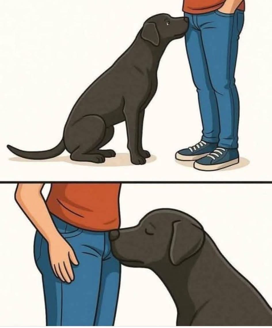 Ilustración de un perro negro olfateando a una persona